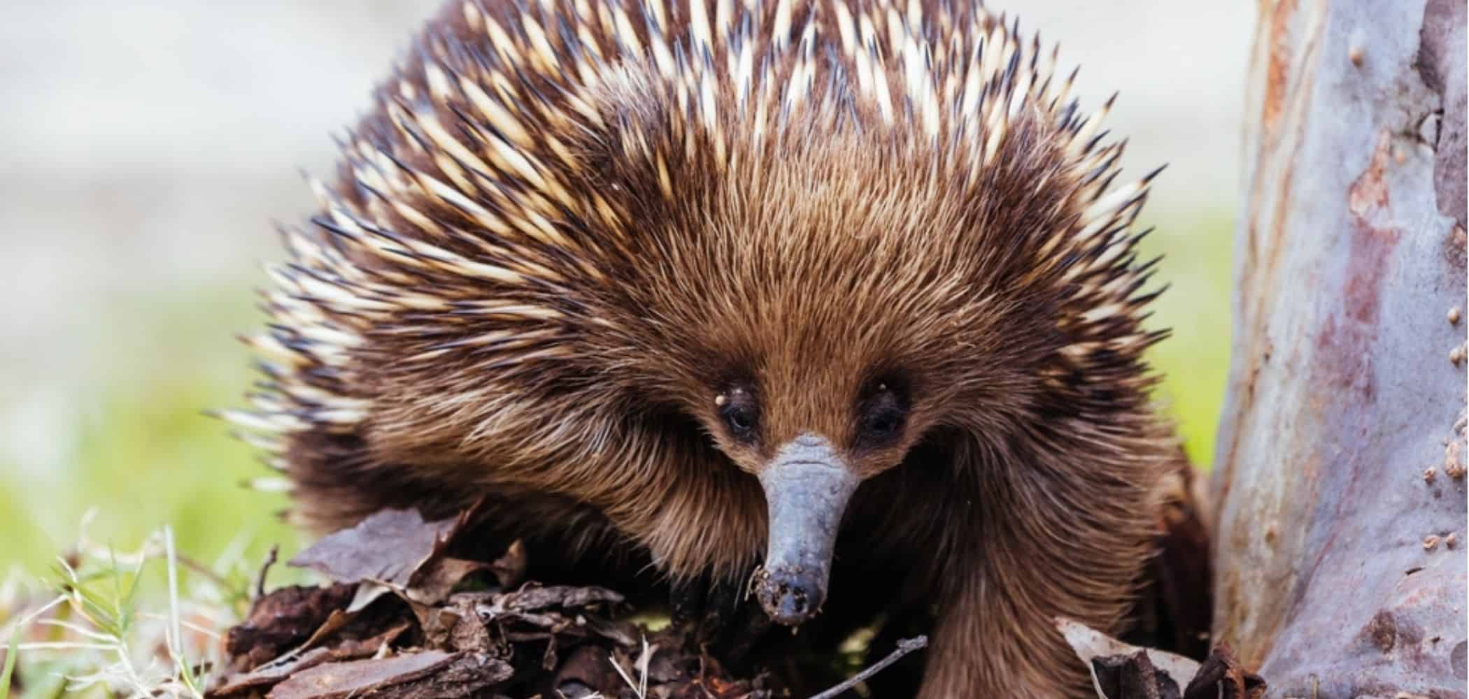 Nova descoberta resolve “mistério” paleontológico na Austrália