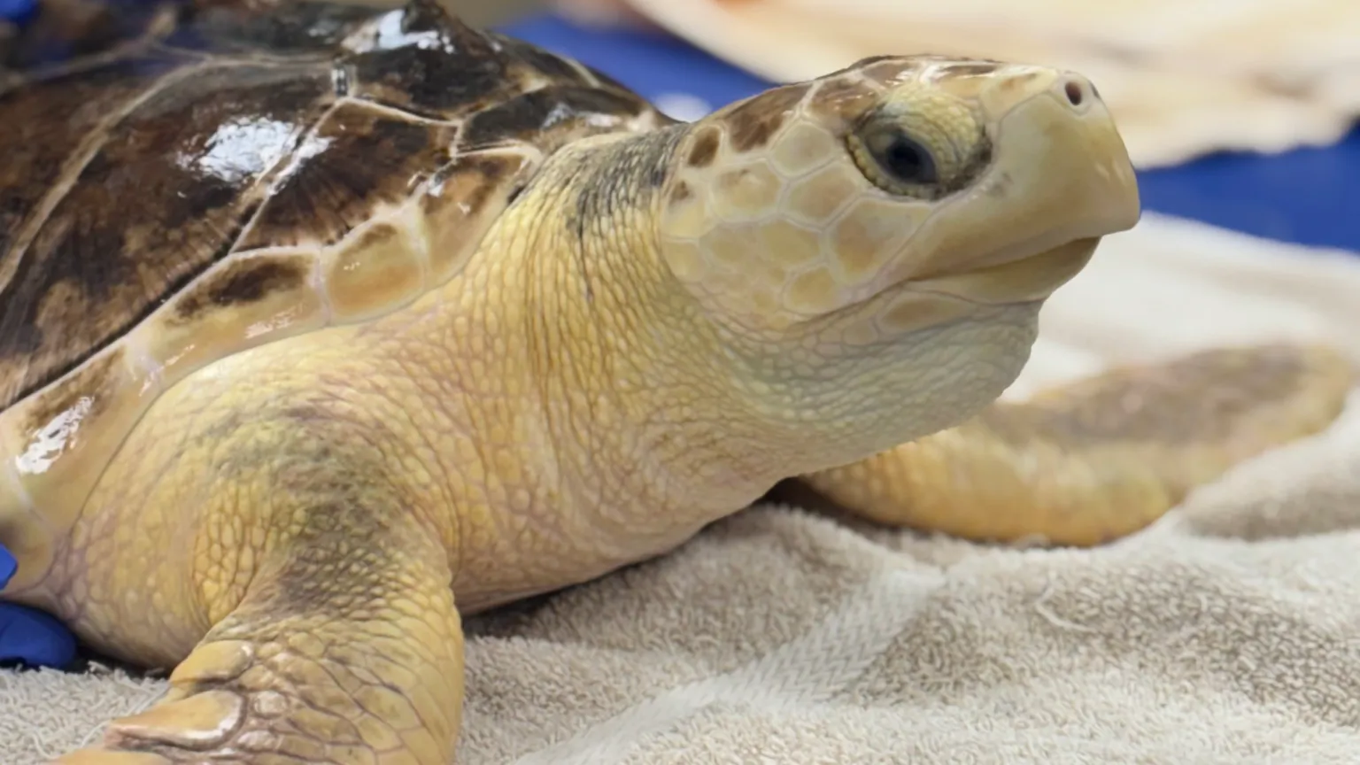 Tartaruga híbrida rara é encontrada nos EUA e surpreende cientistas