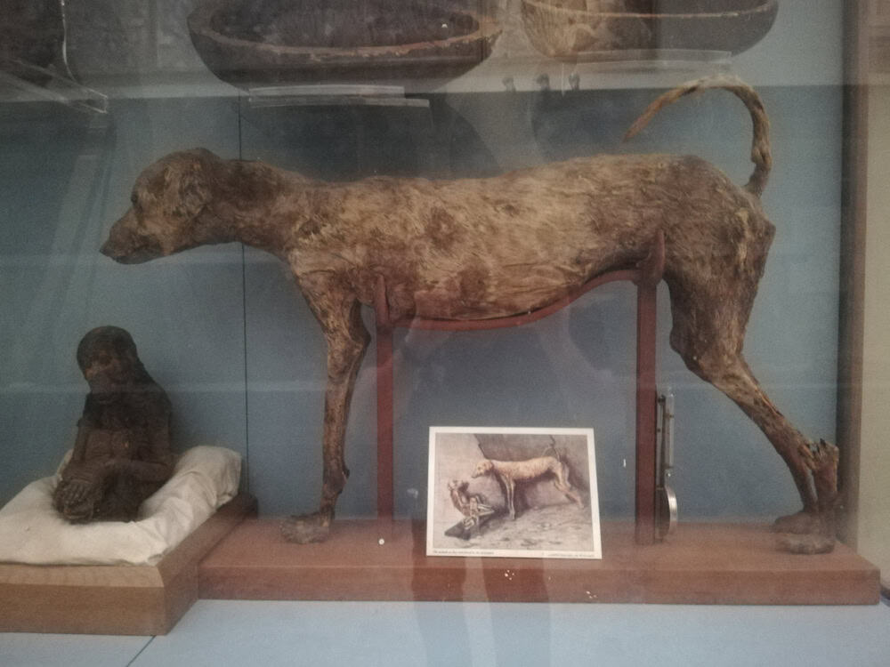 Exemplares da Gough’s Cave revelam forte ligação genética com cães da Anatólia, sugerindo rápida dispersão. (Imagem: kerolos_ayman / Shutterstock)