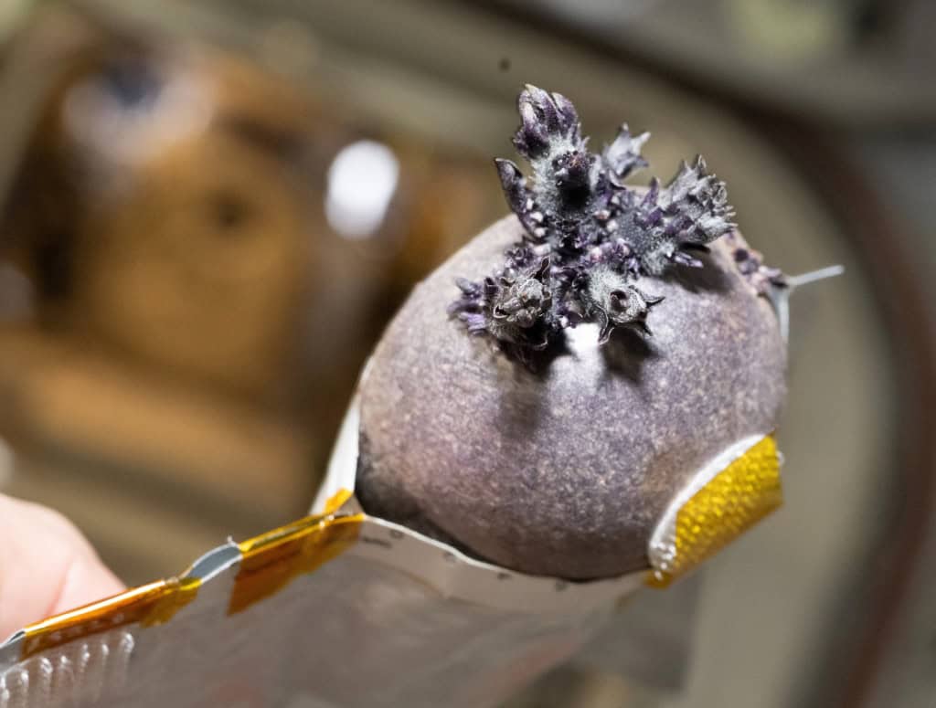 Batata criada por Don Pettit na Estação Espacial Internacional. Ela foi batizada de Spudnik