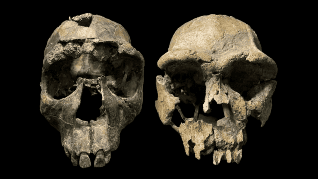 Dois crânios de Homo erectus do Vale de Turkana