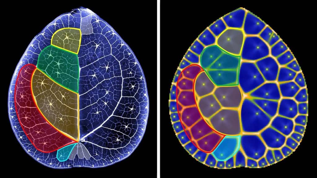Cientistas encontram um mistério matemático dentro de folhas de planta chinesa do dinheiro