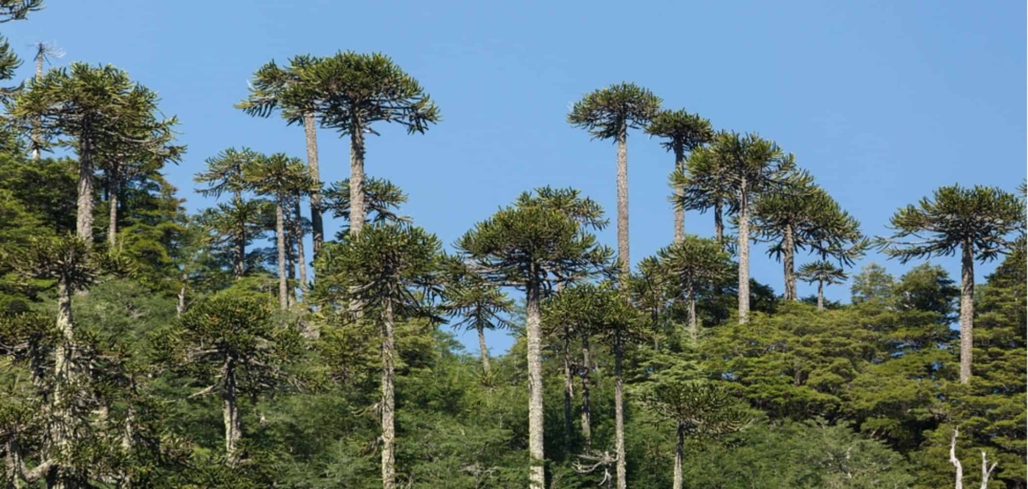 Fóssil revela a floresta mais antiga já registrada na Terra