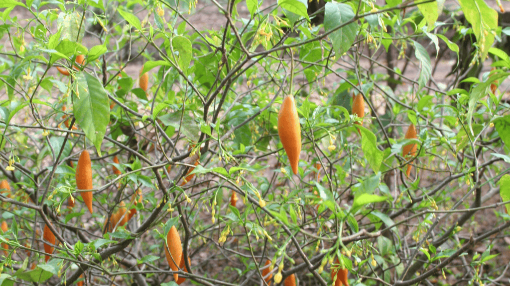 A planta,Tabernanthe iboga e seu fruto, a  ibogaína 