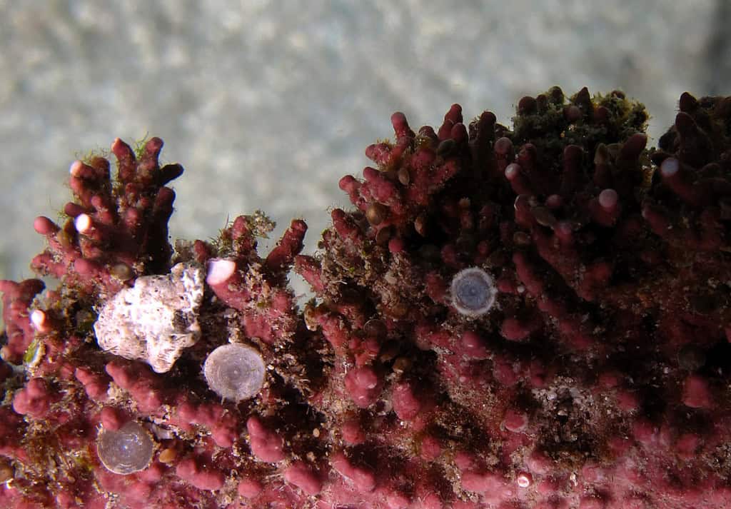 Alga calcária da cor vermelha