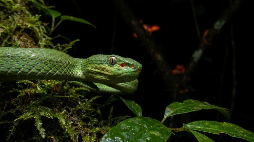 Serpente 'enigmática' descoberta em Mianmar desafia a lógica da biologia