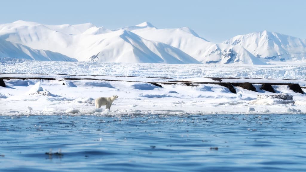 Urso polar em paisagem no Polo Norte