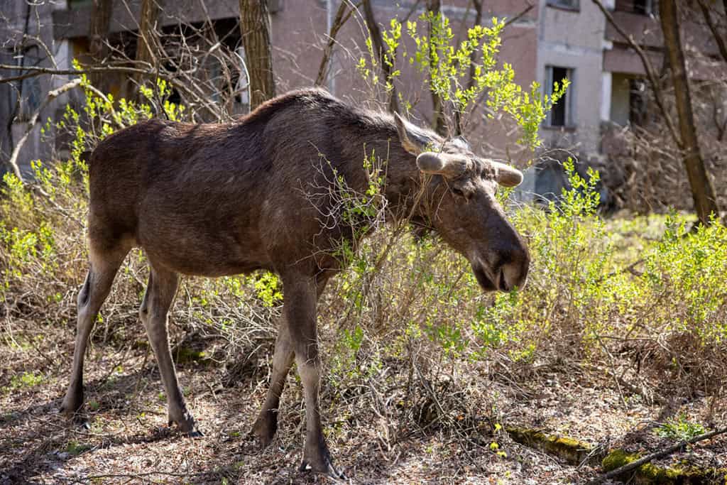 alce chernobyl