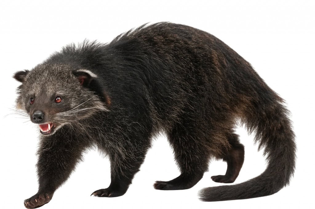 Binturong