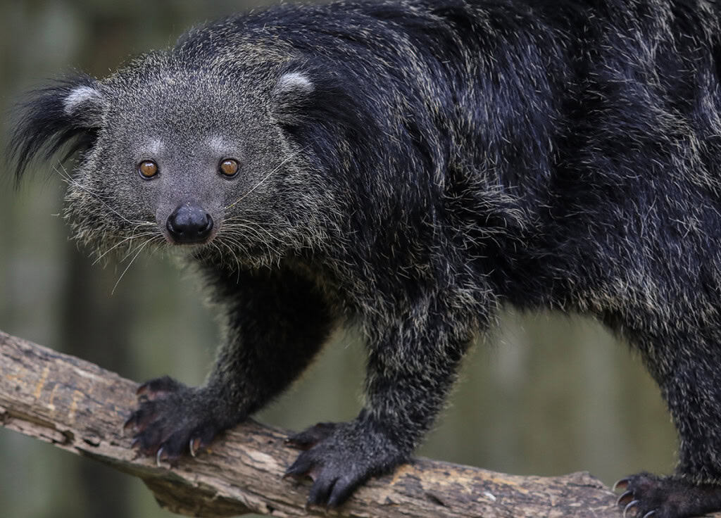 Gato-urso binturong fotografado na Tailândia