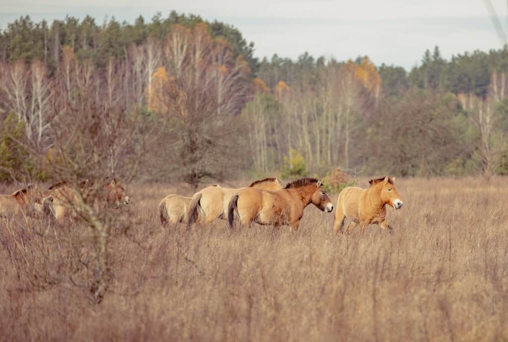cavalos-przewalski-cherbonyl