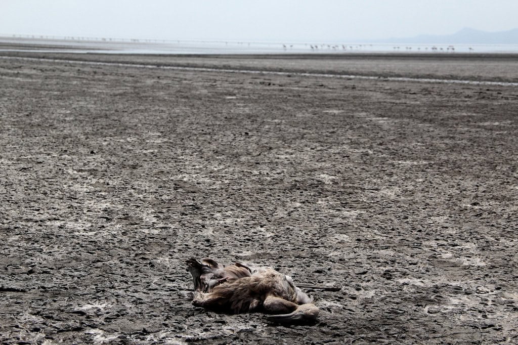 Carcaça de ave ressecada sobre solo salino às margens do Lago Natron, na Tanzânia