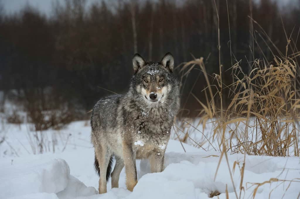 lobo chernobyl