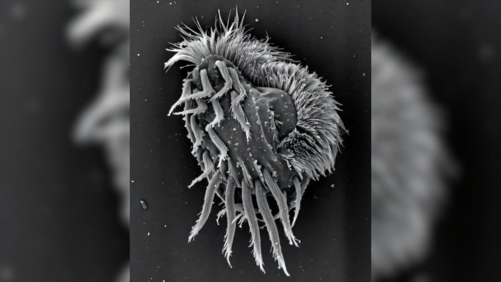 Célula de Euplotes gigatrox, visualizada por microscopia eletrônica de varredura