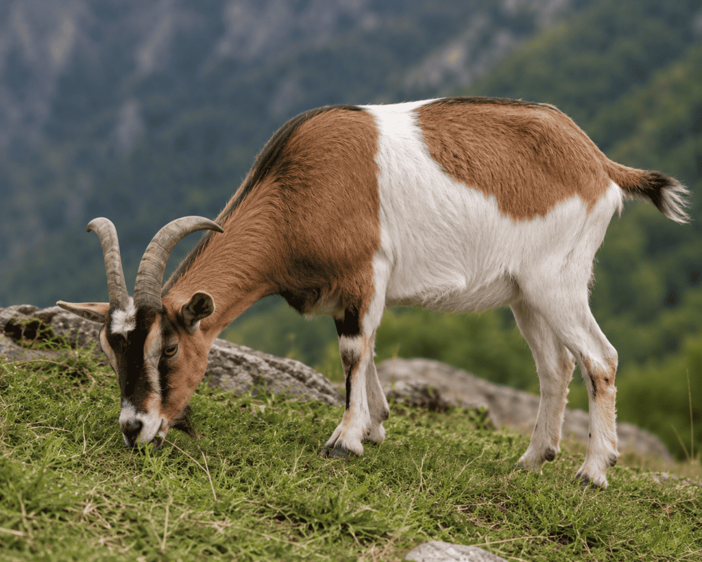 Cabra gerada por IA comendo grama nas montanhas