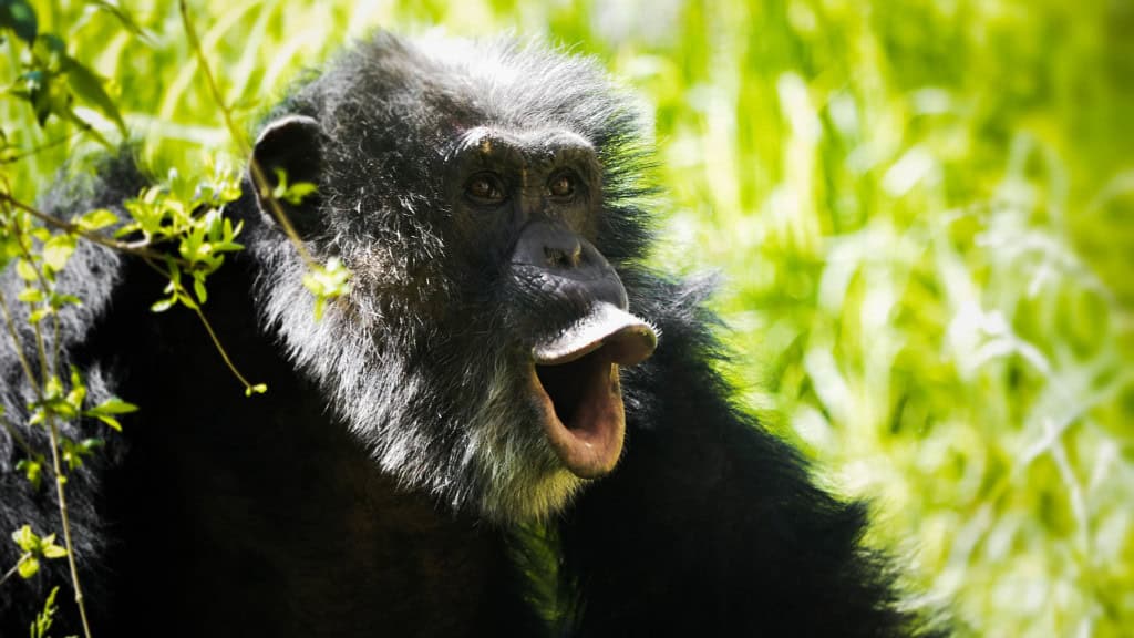 Foto de macaco rindo