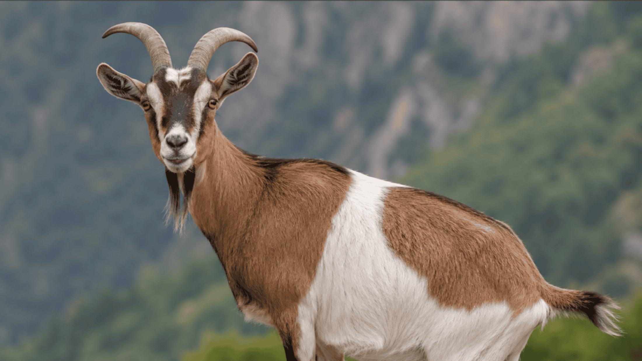 Cães, gatos e… cabras! Animal surpreende cientistas com ‘dom’ inusitado