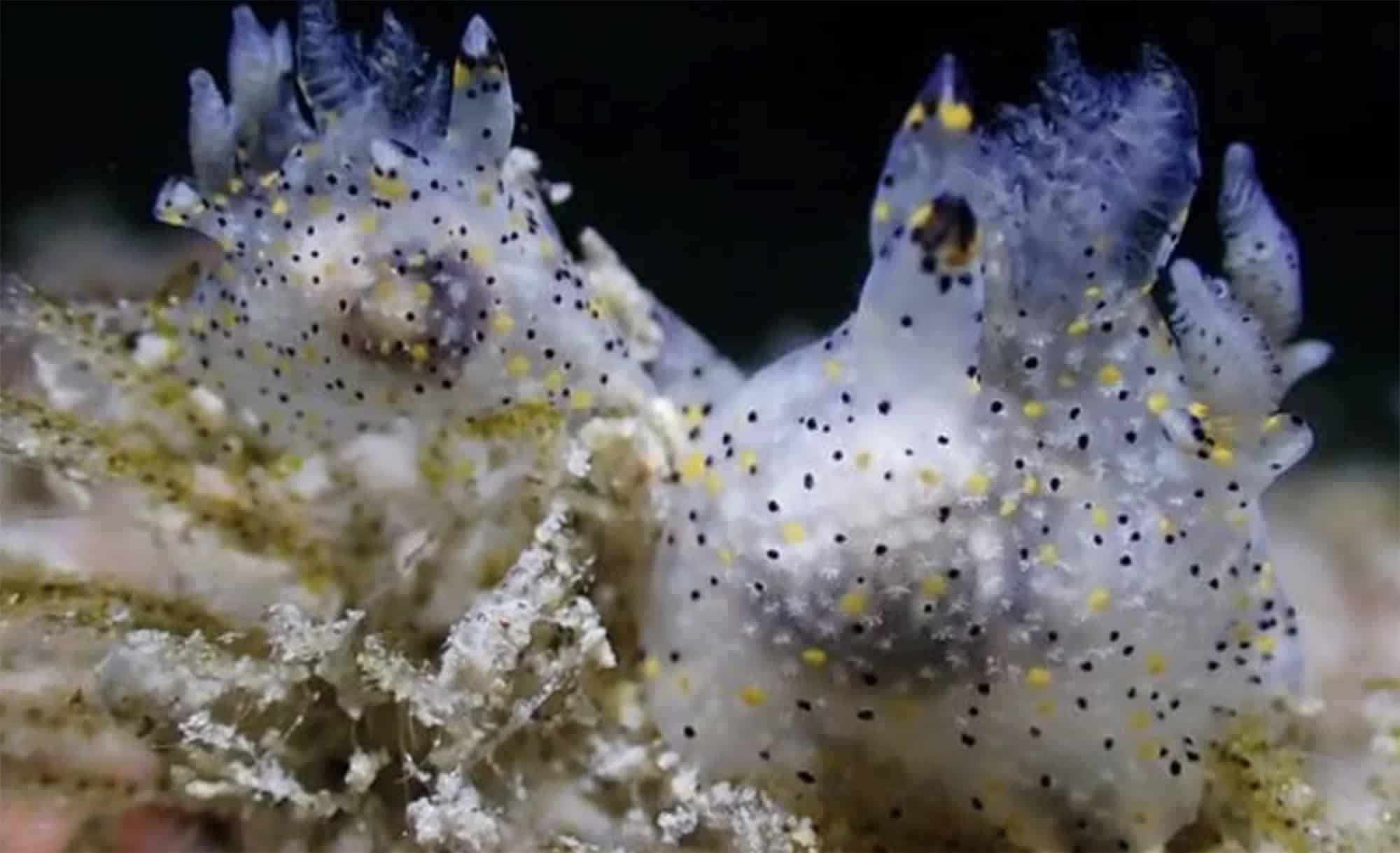 Animal do tamanho de uma semente de gergelim é descoberto em Taiwan