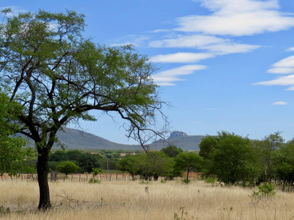 Caatinga, o único bioma 100% brasileiro