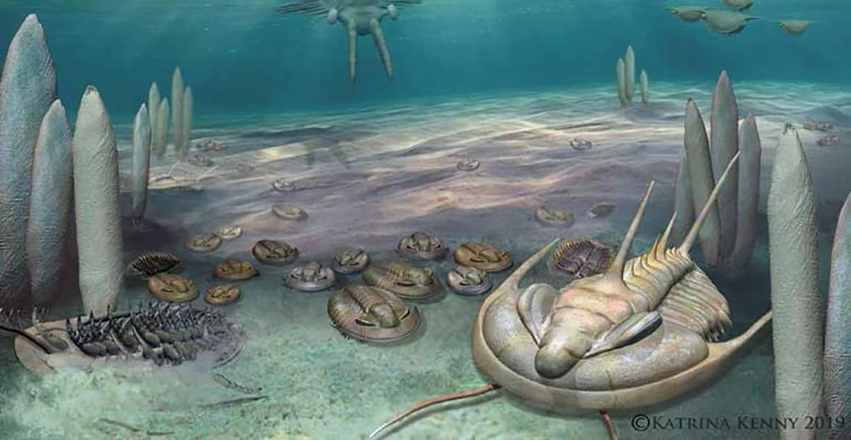 Mistério de 500 milhões de anos sobre a evolução é finalmente resolvido