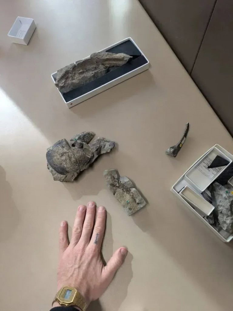 Pesquisador compara diferentes fósseis que pertencem a um escorpião gigante