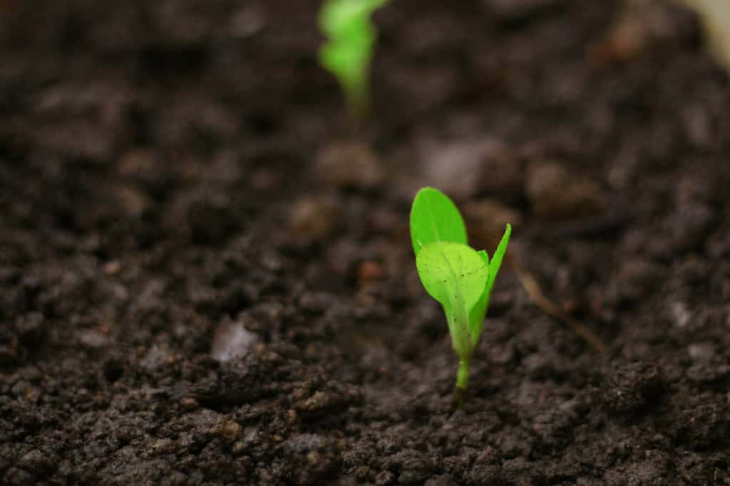Planta nascendo/crescendo de dentro para fora do solo