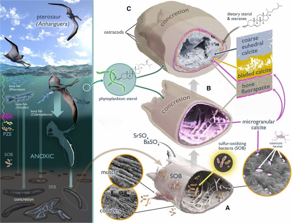 Estudo que identificou mecanismo de fossilização inédito em pterossauro no Ceará