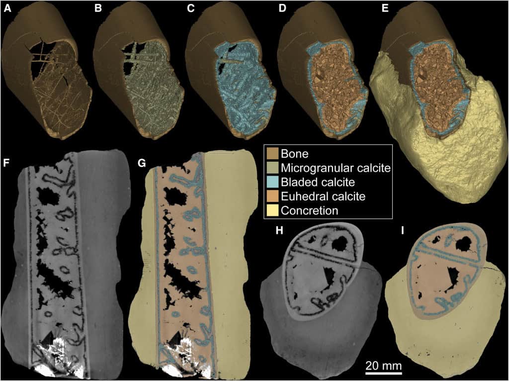 Estudo que identificou mecanismo de fossilização inédito em pterossauro no Ceará