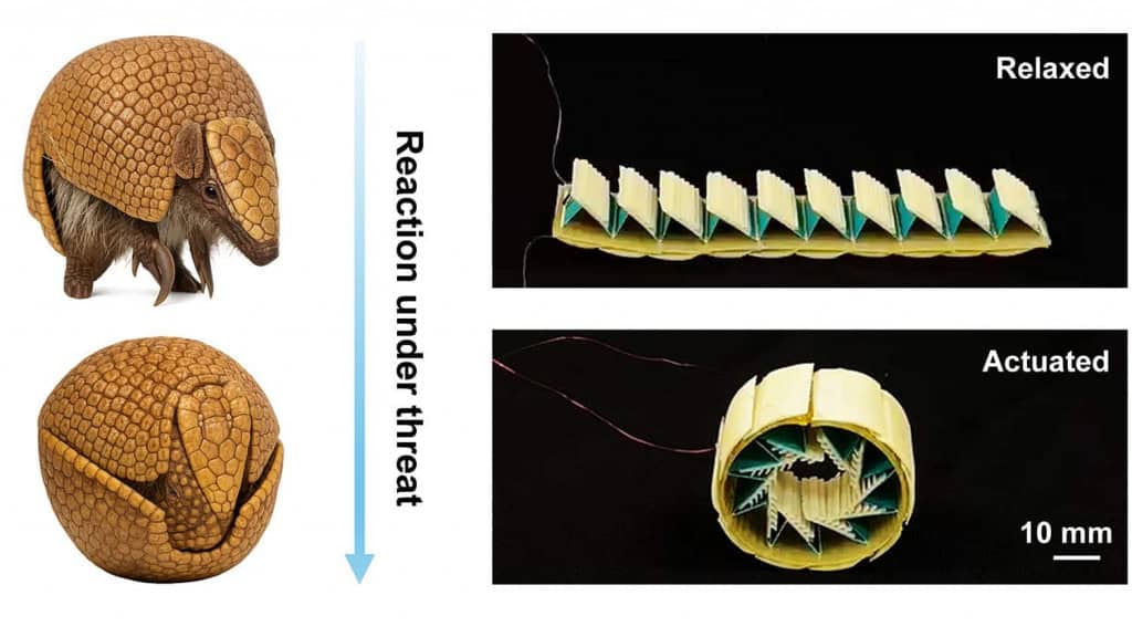Cientistas criam “tatu-bola tecnológico”, um sistema para proteger robôs de ameaças externas 7 Estrutura se enrola como um tatu-bola quando detecta ameaças