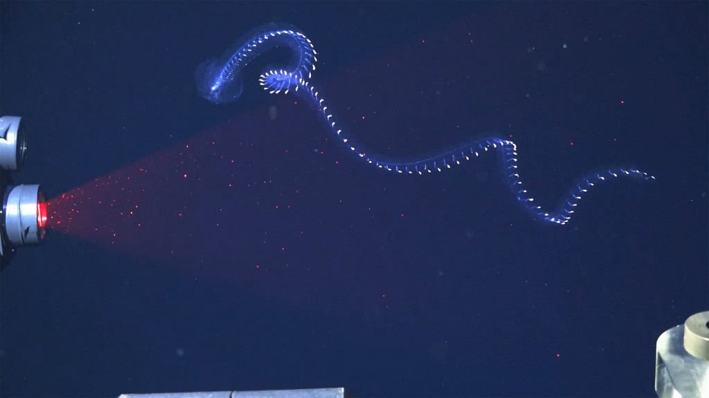 Sifonóforo descoberto durante a expedição