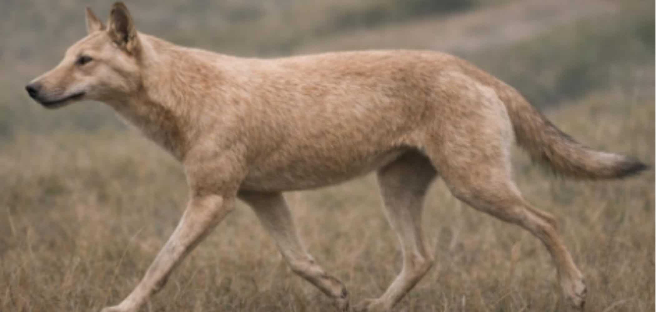 Conheça o mais completo ancestral dos cães já encontrado