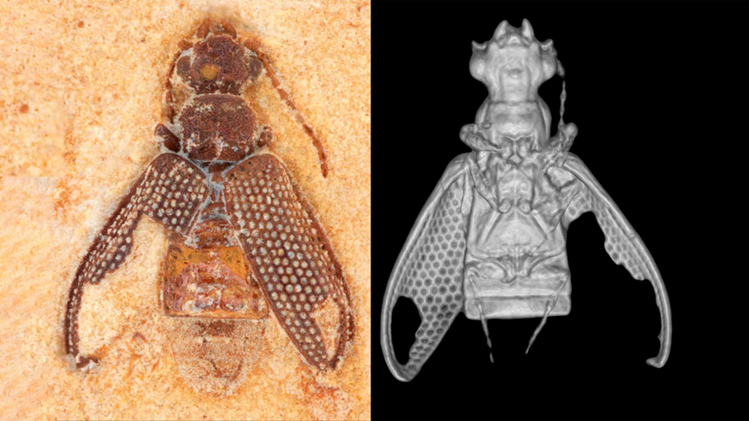 Tecnologia 3D revela besouro mais antigo que dinossauros no Ceará