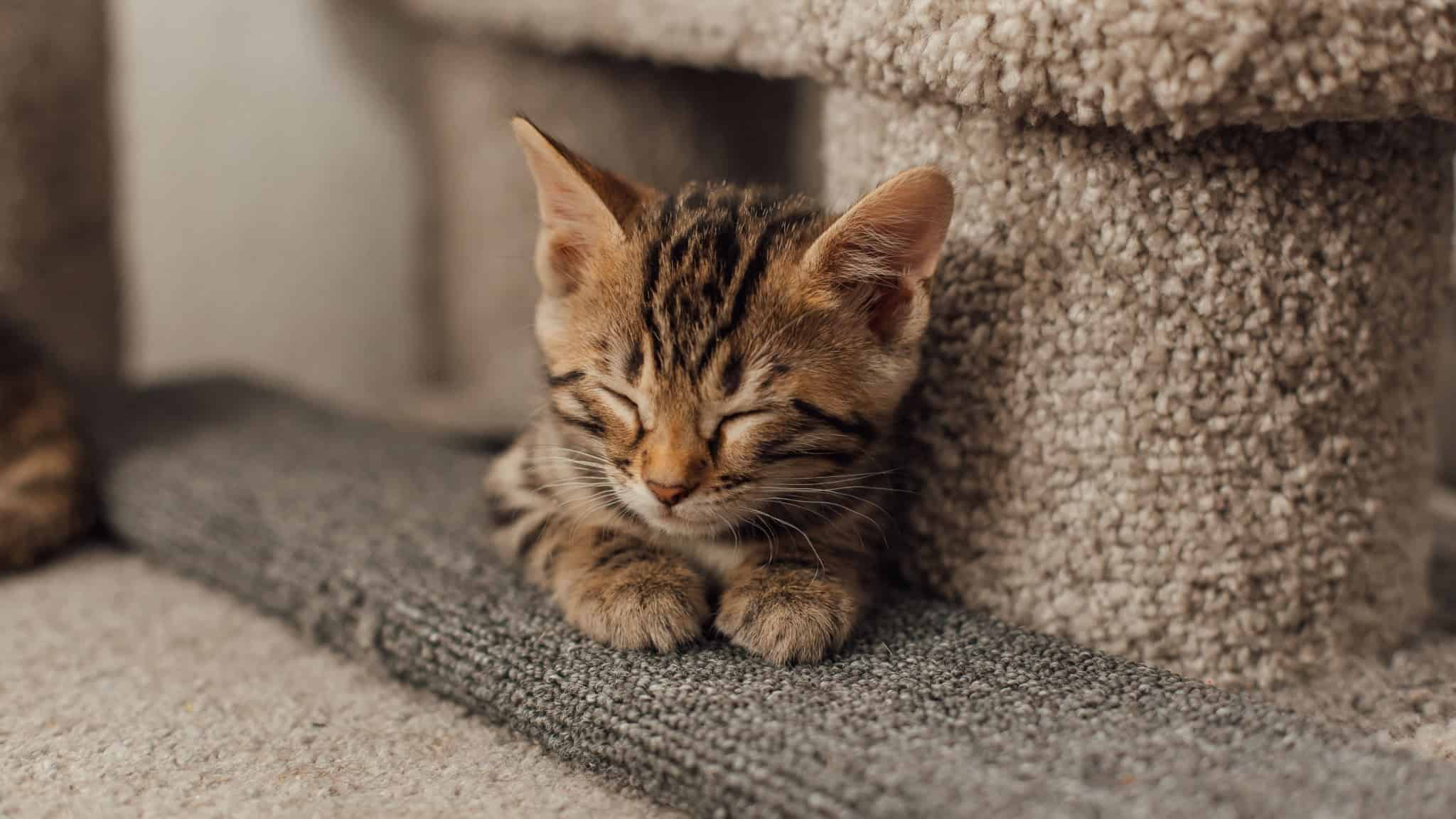 Gatinho dormindo