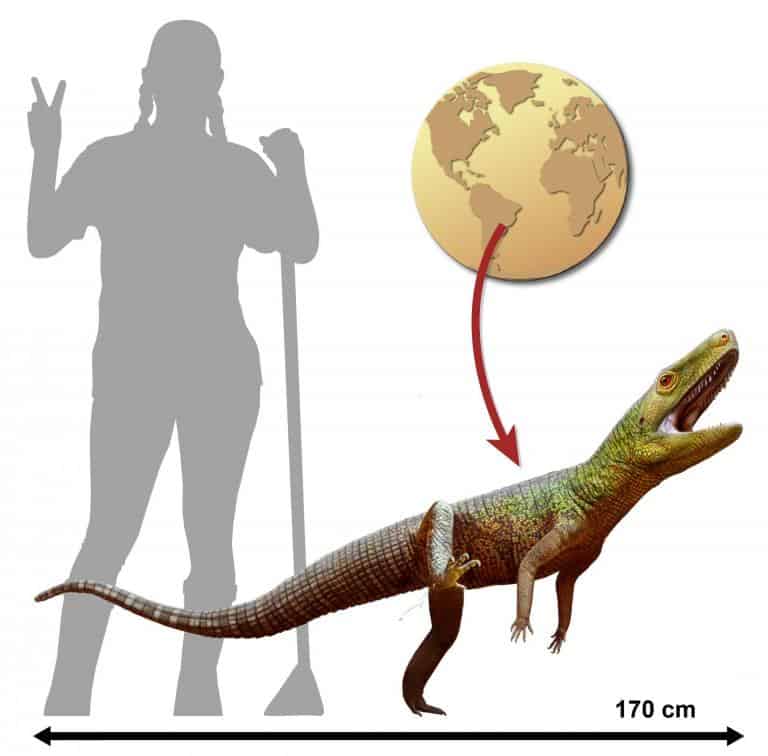 Infográfico compara o tamanho do Silescelida acristata ao de uma pessoa e indica a presença do réptil na América do Sul