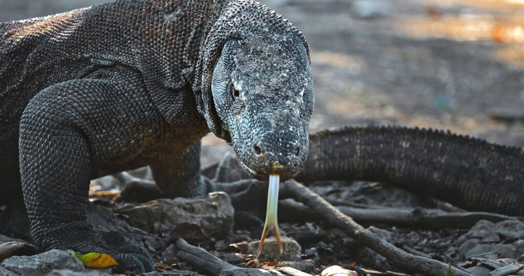 “Hobbits” pré-históricos podem não ter caçado nem usado fogo 3 foto de um dragão de komodo com a língua para fora