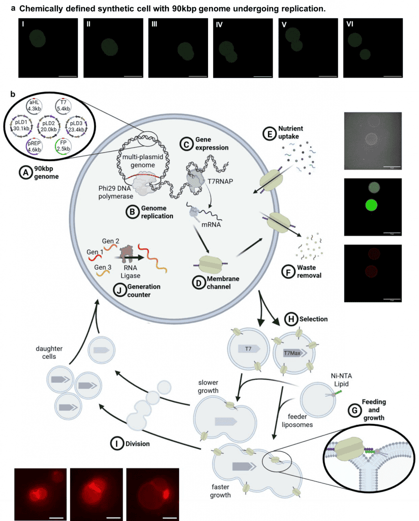 Diagrama ilustra a estrutura e o ciclo de funcionamento da SpudCell, mostrando replicação do DNA, produção de proteínas, captação de nutrientes, crescimento, divisão celular e formação de células-filhas.