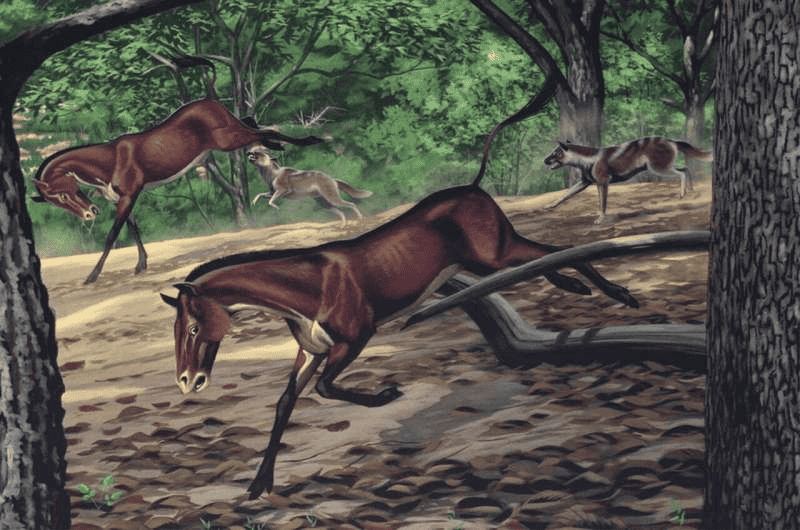 Conheça o mais completo ancestral dos cães já encontrado