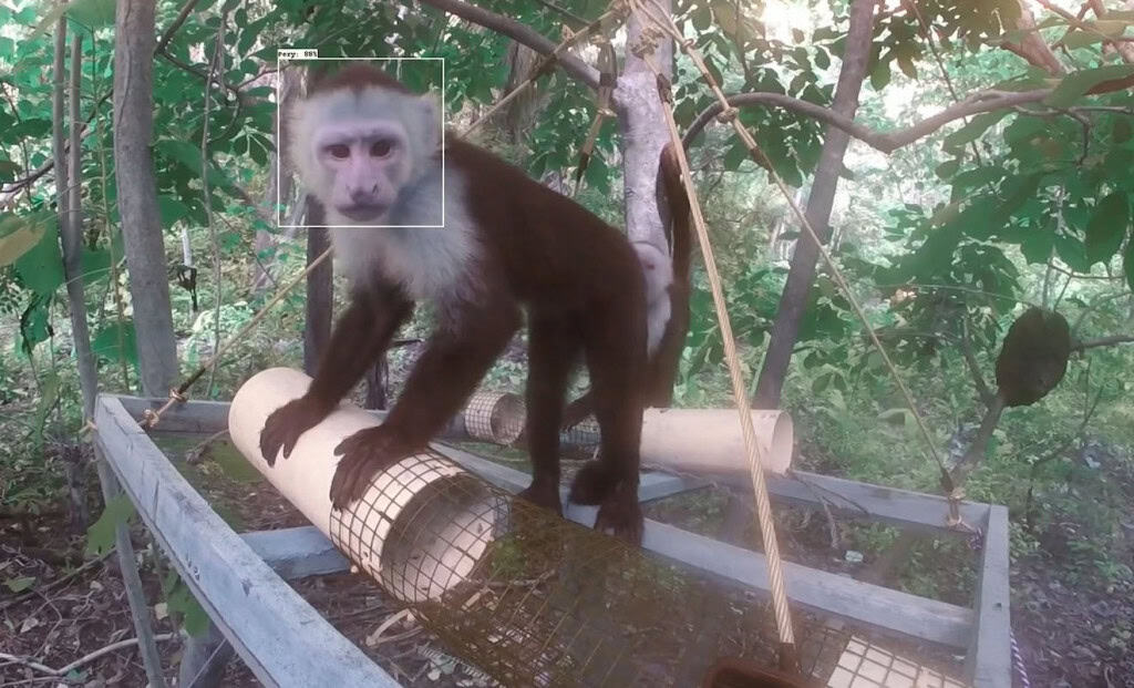 macaco-prego olhando para câmera
