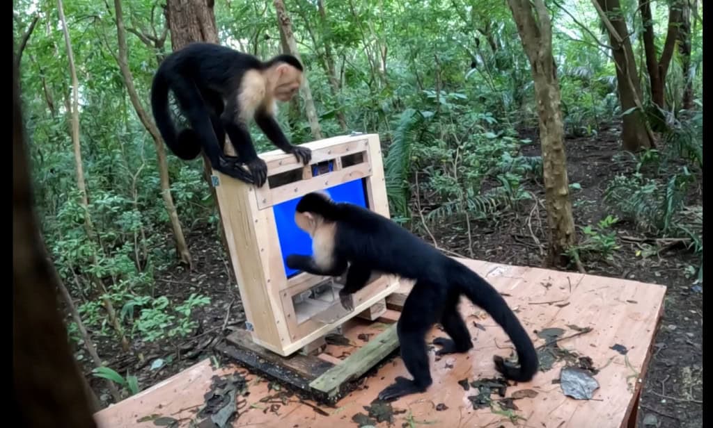 Macacos-prego ao lado de uma tela com IA