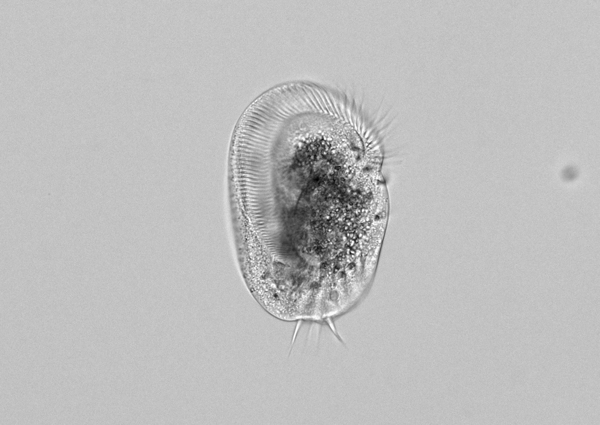 Microrganismo vira gigante canibal e passa a devorar clones de si mesmo