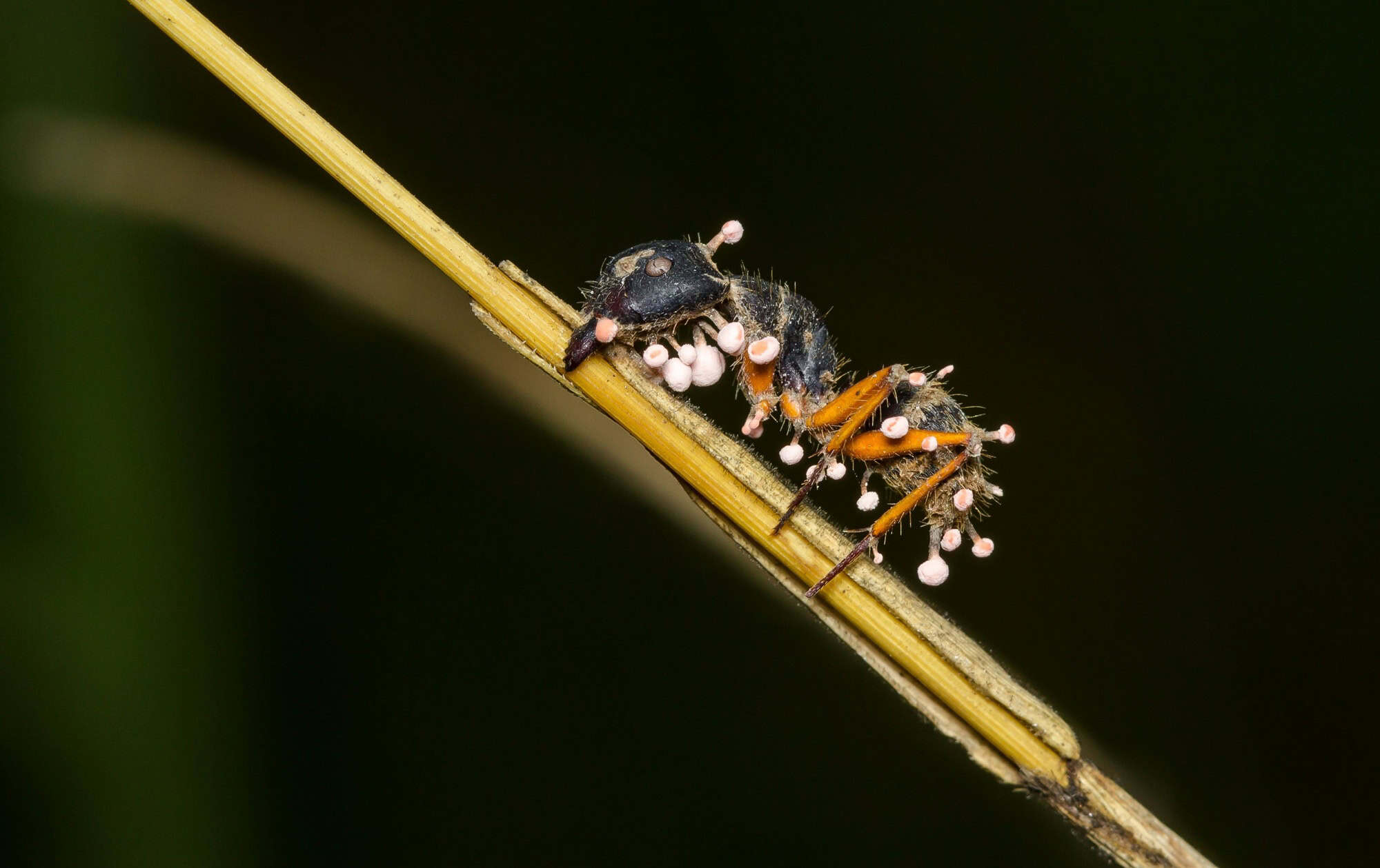 Fungo que transforma formigas em “zumbis” também vive em musgos da Amazônia