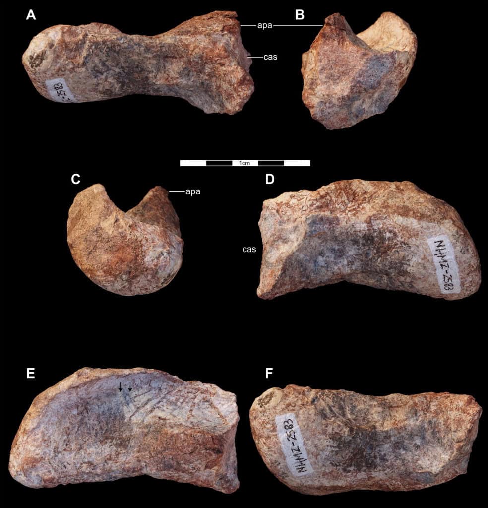ossos fossilizados do musango-matusadonaensis