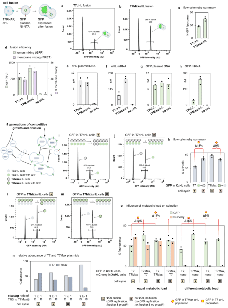 Diagramas e gráficos comparam diferentes variantes da SpudCell e mostram que a versão com maior capacidade de captar nutrientes passou a predominar após várias gerações.