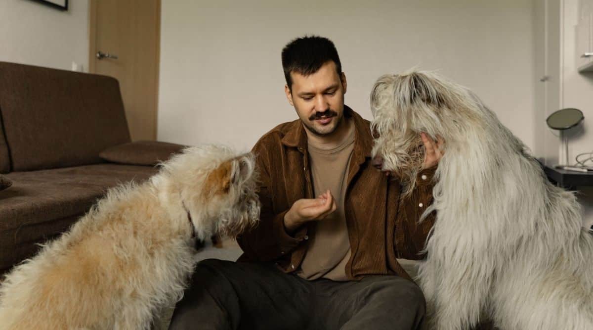 Por que falamos com nossos pets como se fossem bebês?