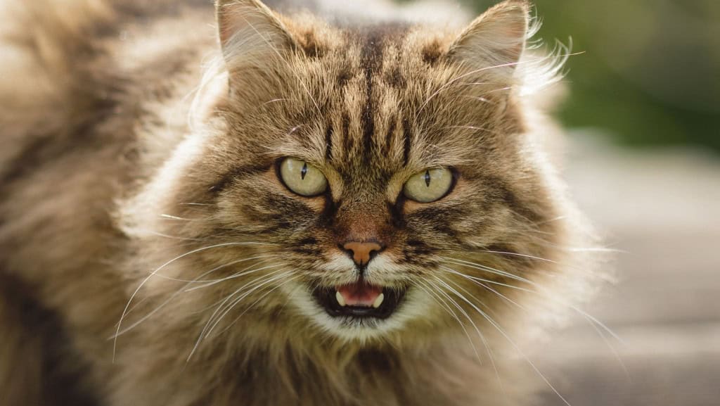 Gato tigrado
