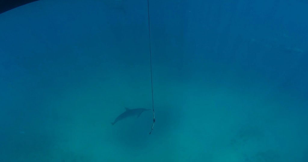 Microfone ao lado de um golfinho que está no fundo do mar