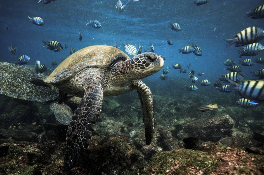 Tartaruga de mar verde e peixes principais do Sargento subaquático