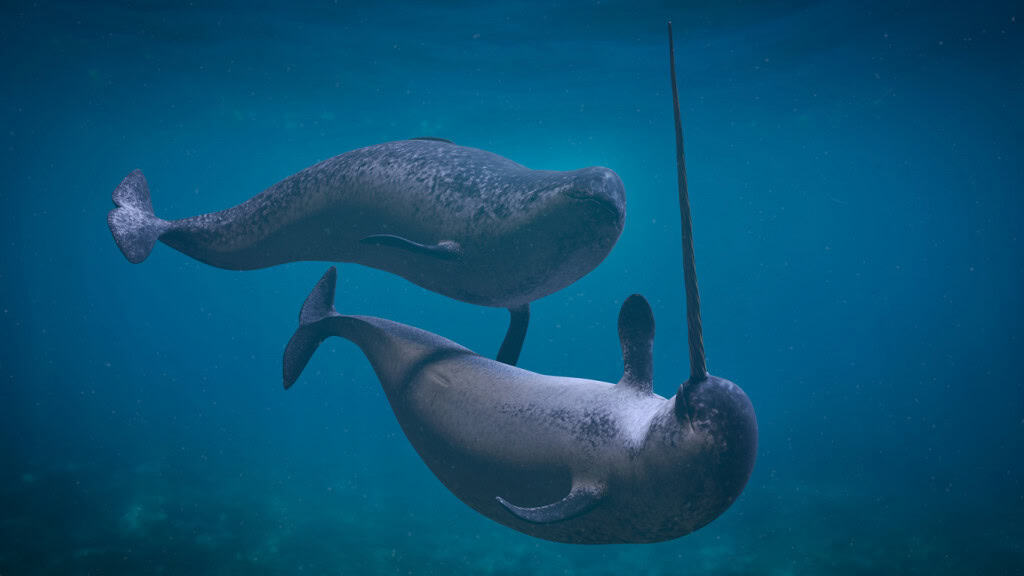 Casal de baleias narval