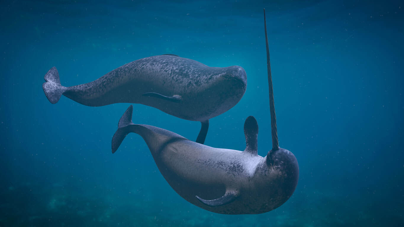 Casal de baleias narval