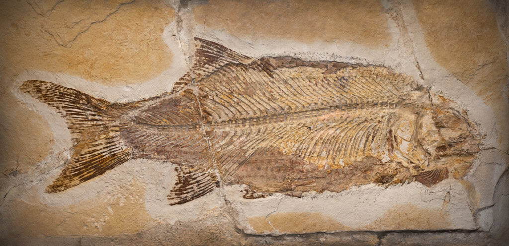 Fóssil de peixe